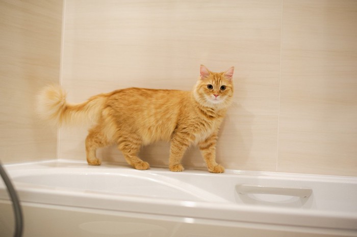 お風呂で遊ぶ猫