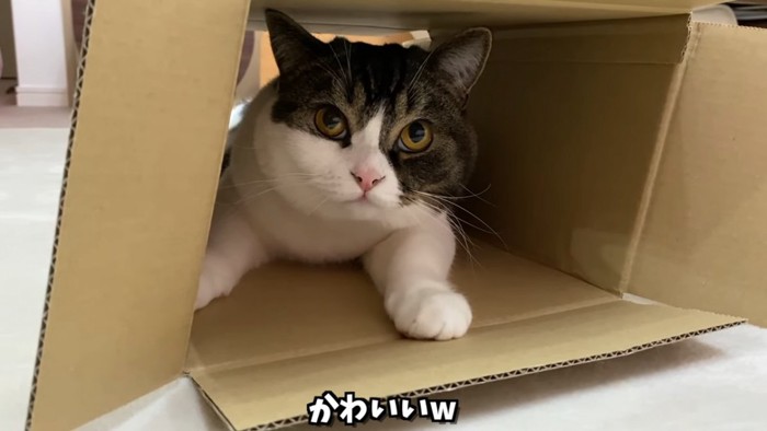 箱の中から上の方を見る猫