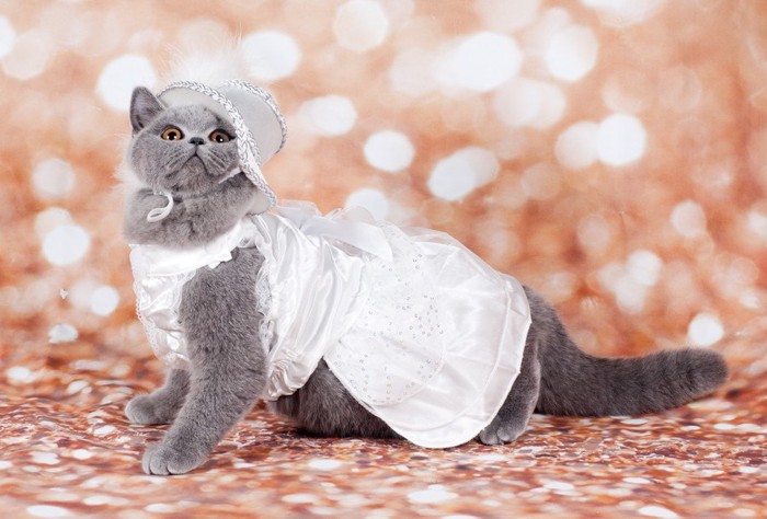 ドレスを着た猫