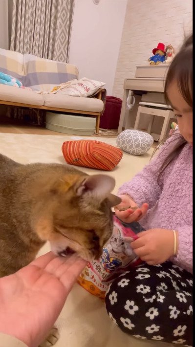 飼い主の手を噛む猫