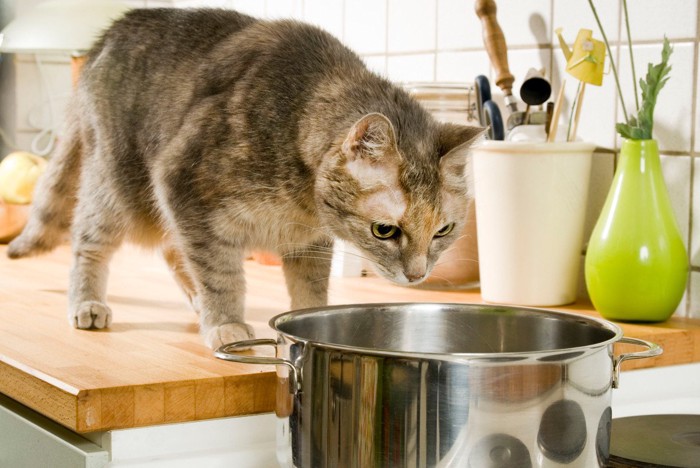 キッチンを歩いて鍋を覗く猫