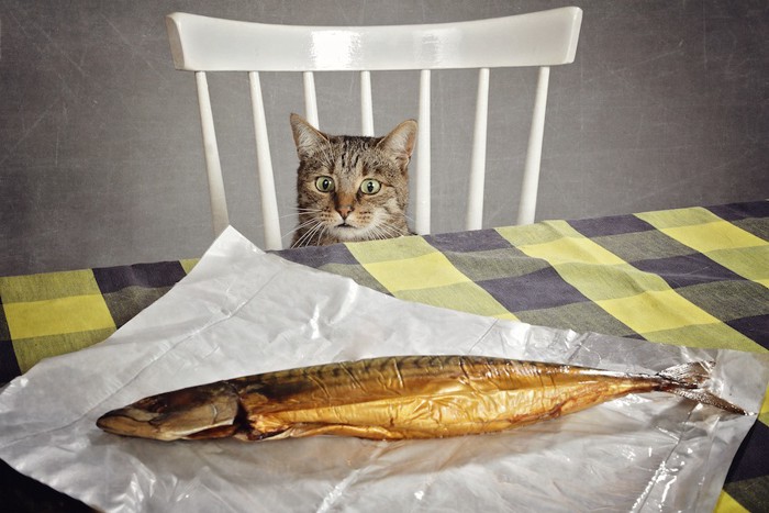 焼き魚を見つめる猫