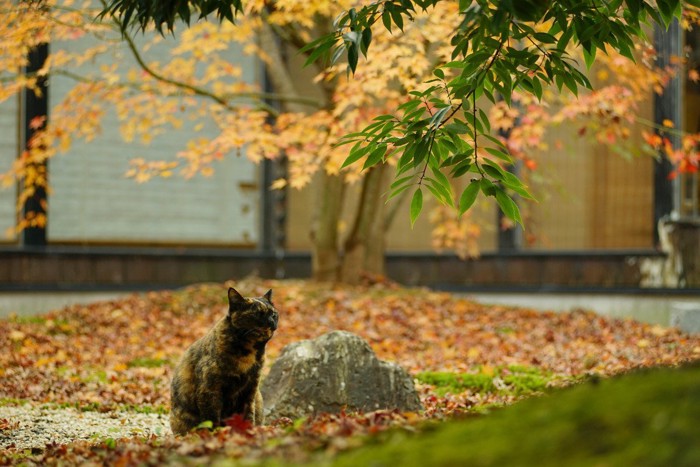 日本の紅葉と猫