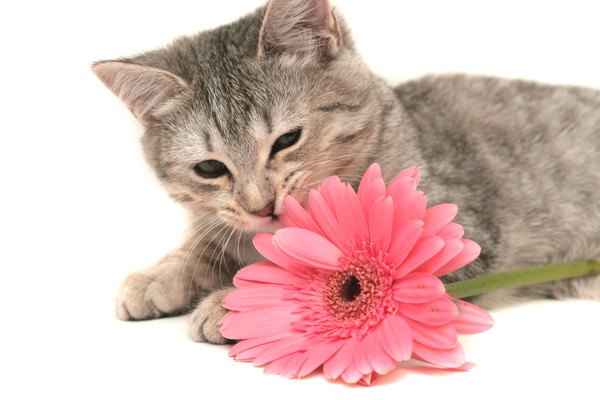 グレーの猫と一輪の花