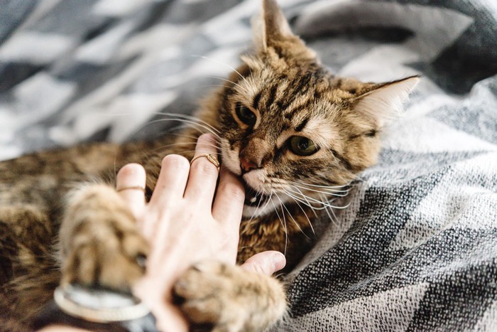 人の手を噛む猫の写真