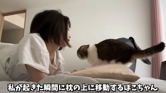 枕の上に立つ猫