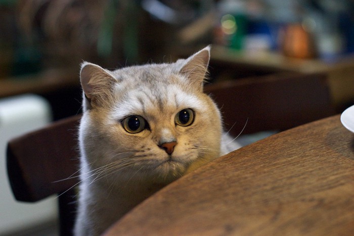 テーブルから覗く猫