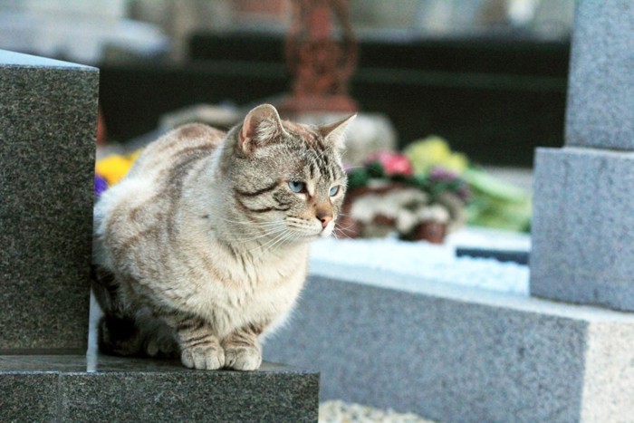 お墓で座る猫