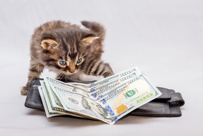 猫と財布