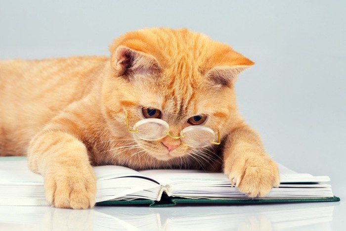 眼鏡をかけてノートを見る猫
