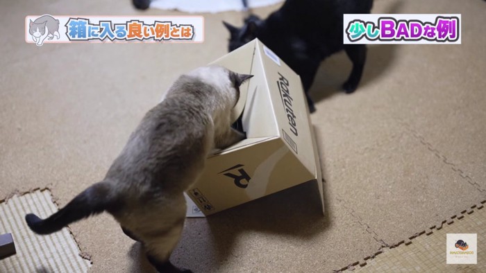 箱の底から入ろうとするシャム猫