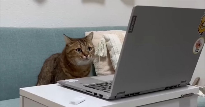 パソコン画面に映る猫