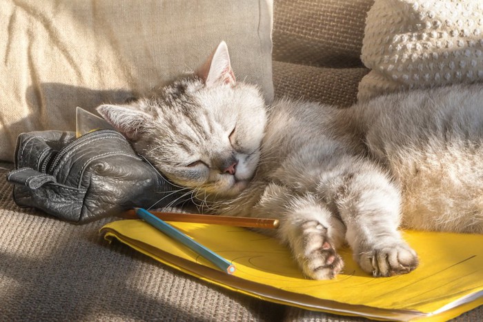 ペンケースを枕にして寝ている猫
