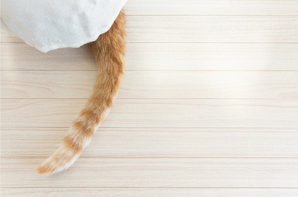 布のすき間から猫のしっぽ