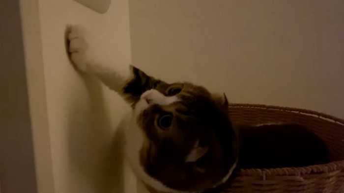 前足で壁に触る猫