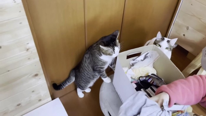 布の箱を覗く猫たち