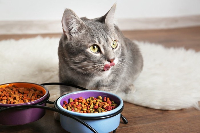 猫が食べやすい食器