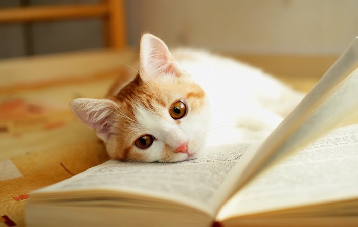 広げた本の上に寝転ぶ猫