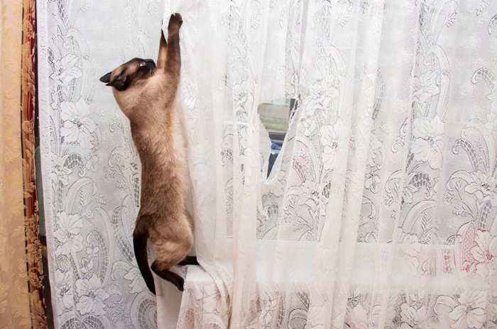 カーテンにとびつく猫