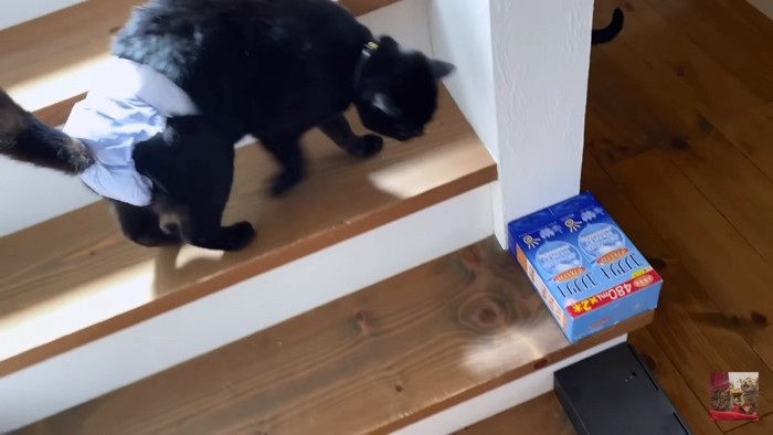 階段に避難する黒猫