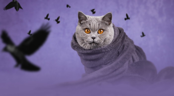 紫背景の猫とカラス