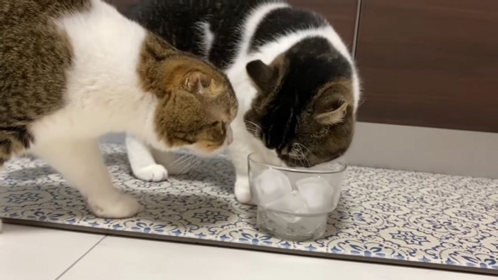グラスに顔を近づける2匹の猫