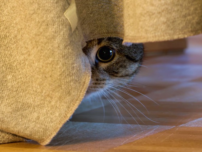 カーテンの下に隠れてこちらを覗く猫