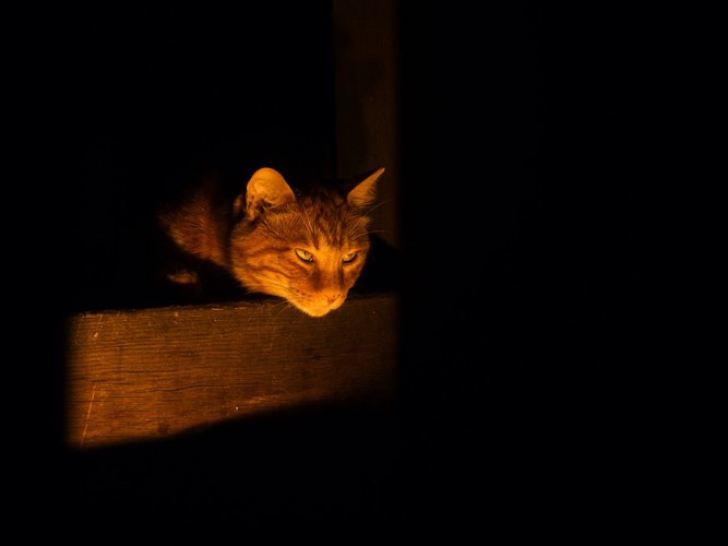 暗い部屋で箱の中に入っている猫