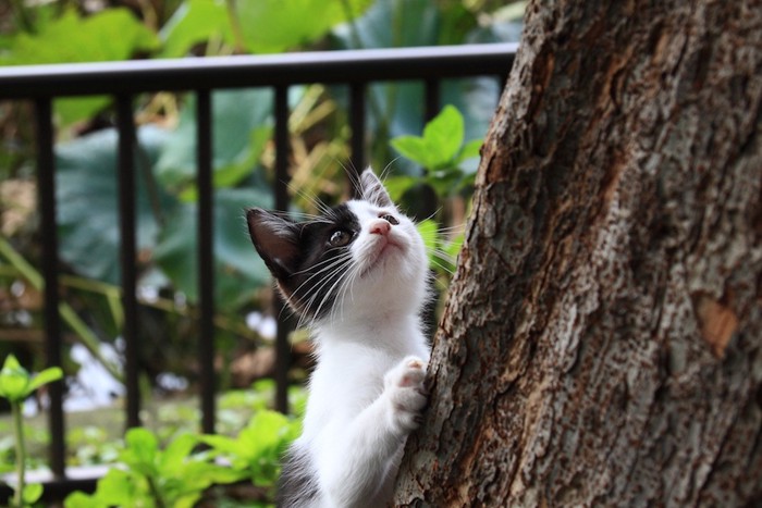 木に登ろうとする子猫