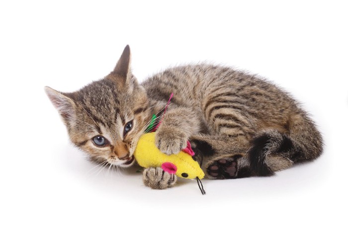 おもちゃを噛んで遊ぶ子猫