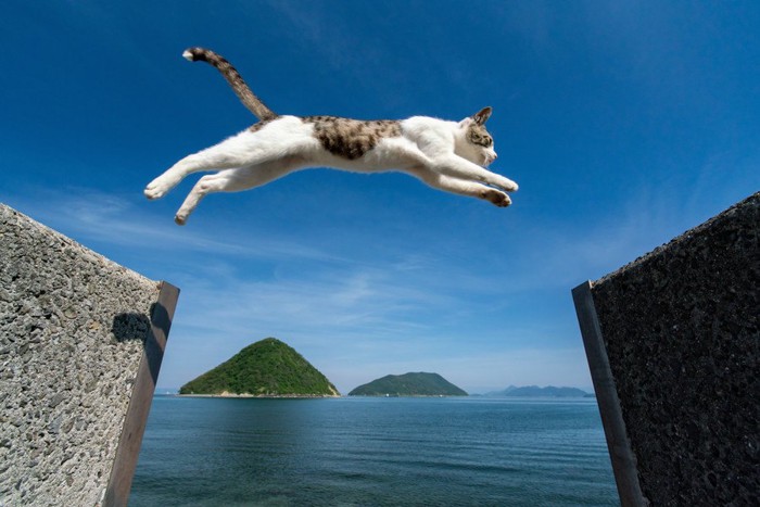 飛び越える猫