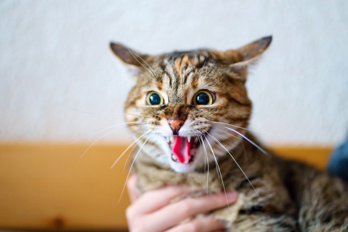 抱かれる赤い舌の猫