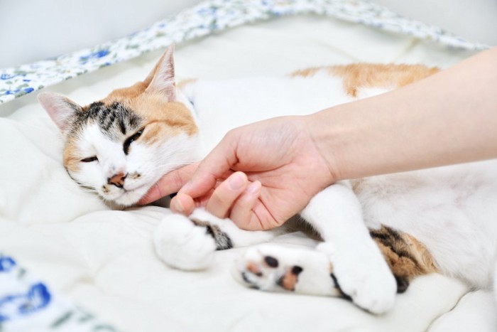 寝ている猫の顎を撫でる人の手
