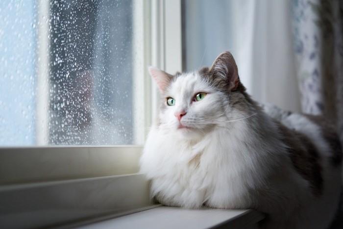 窓際で雨を見る猫