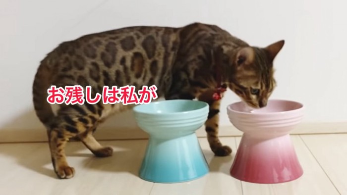赤い食器のごはんを食べる猫