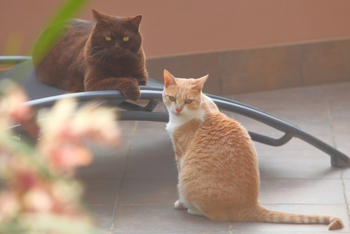 黒と茶色の2匹の猫
