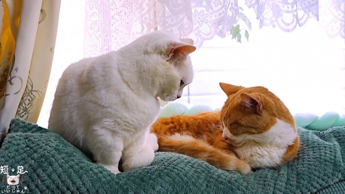 座る白猫と茶白猫