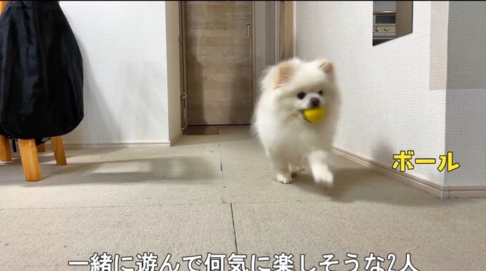 ボールを咥える犬