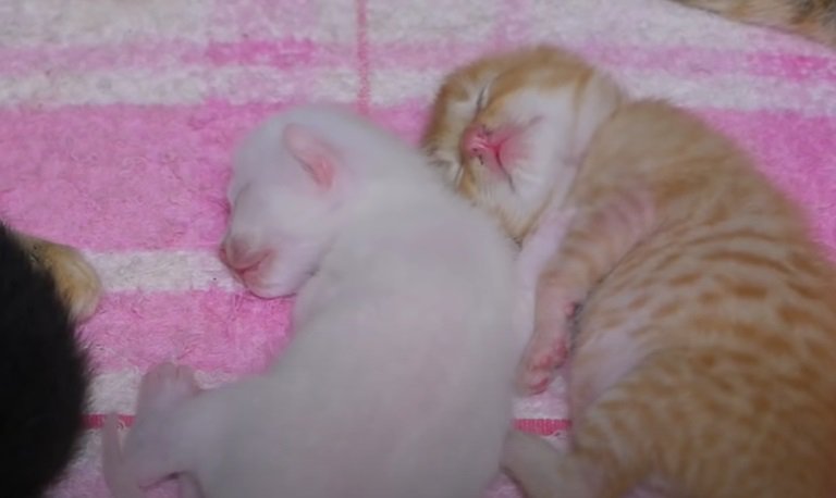 ぐっすり眠る2匹の子猫たち