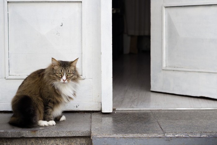 玄関の前の猫