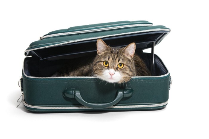 スーツケースから顔を出す猫