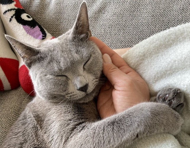 人の手にくっついて寝る猫