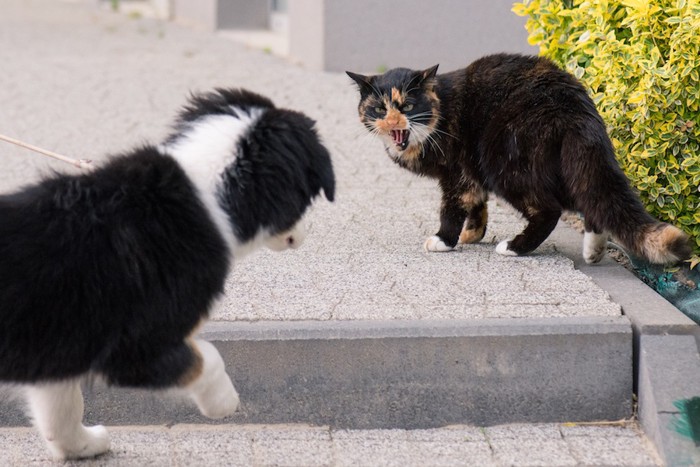 威嚇する猫と犬