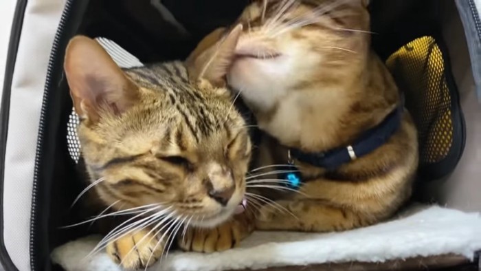 毛づくろいをする2匹の猫