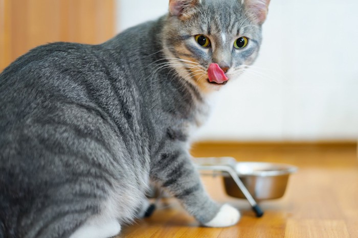 食後に振り返って舌を出す猫