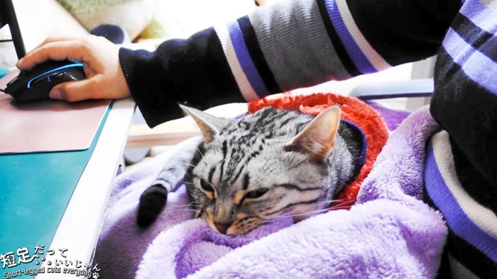 毛布をくわえる猫