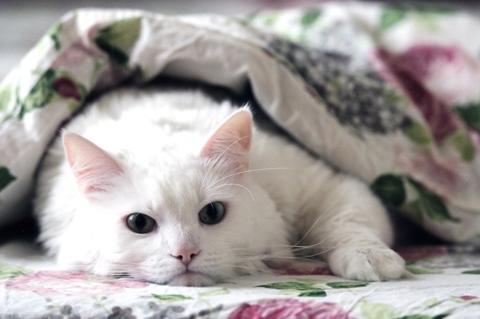 布団の中で横になる白猫