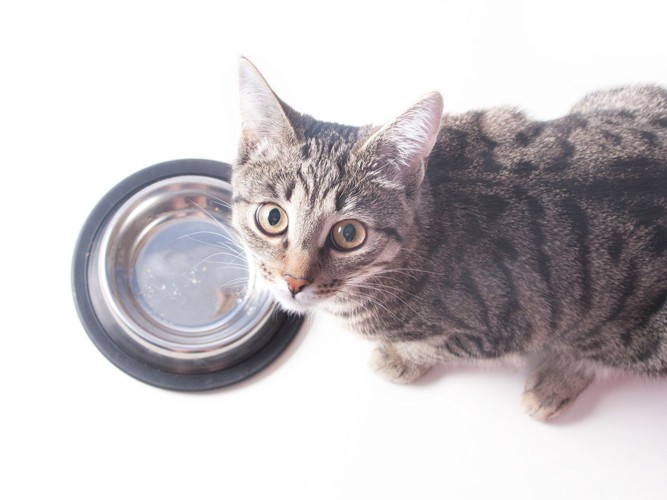 からっぽの皿の前で餌を待つ猫