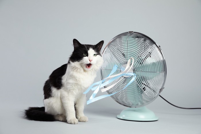 猫と扇風機