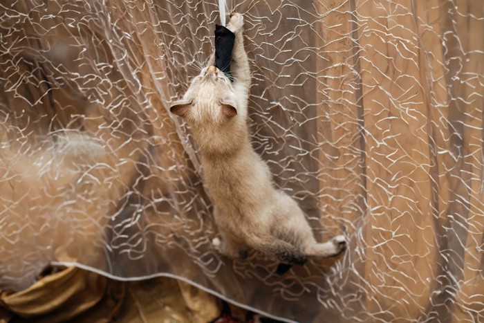 カーテンを登りかける猫